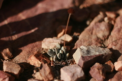 Crassula tecta