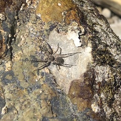 Araneae