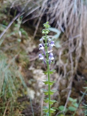 Scutellaria altissima