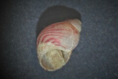 Tricolia pullus