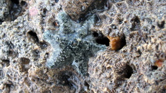 Aquilonastra