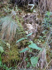 Scutellaria altissima