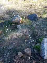 Drosera heterophylla