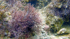 Amphiroa