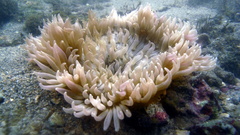 Heteractis