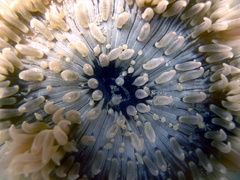 Heteractis