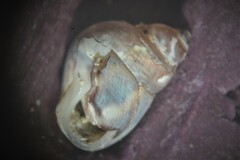 Tricolia pullus