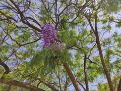 Jacaranda mimosifolia