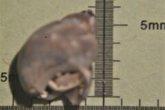 Tricolia pullus
