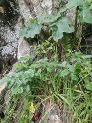 Sanguisorba parviflora
