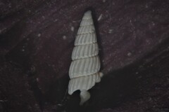 Turbonilla lactea