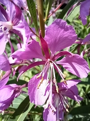 Chamaenerion angustifolium