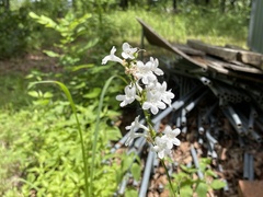 Penstemon tubaeflorus