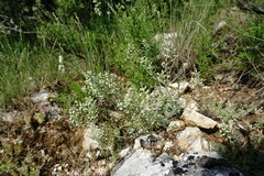 Alyssum calycocarpum