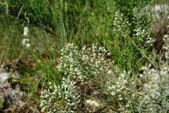 Alyssum calycocarpum