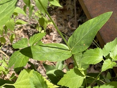 Penstemon tubaeflorus