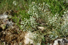 Alyssum calycocarpum