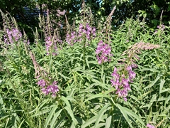 Chamaenerion angustifolium