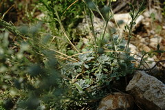 Alyssum calycocarpum