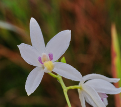 Bromheadia finlaysoniana