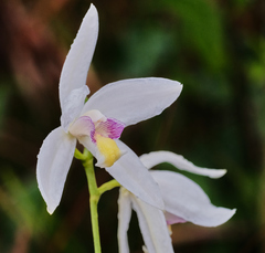 Bromheadia finlaysoniana