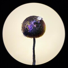 Lamproderma echinulatum