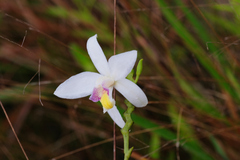 Bromheadia finlaysoniana