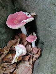 Russula aurora