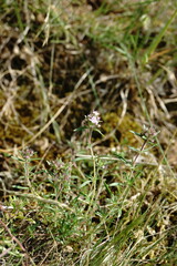 Thymus dzevanovskyi