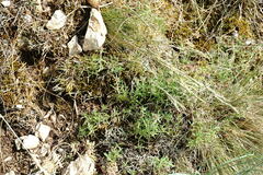Thymus dzevanovskyi