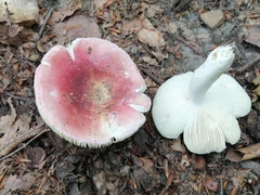 Russula aurora