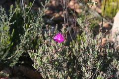 Lampranthus coralliflorus
