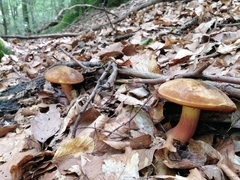 Neoboletus xanthopus