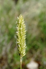 Koeleria brevis