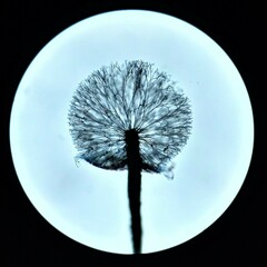 Lamproderma echinulatum