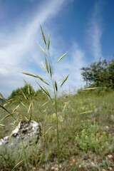 Bromus cappadocicus