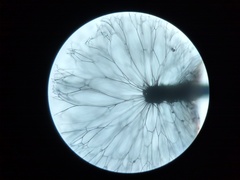 Lamproderma echinulatum