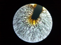 Lamproderma echinulatum