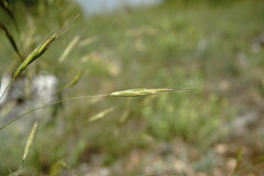 Bromus cappadocicus