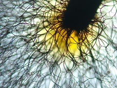 Lamproderma echinulatum