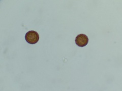 Lamproderma echinulatum