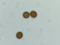 Lamproderma echinulatum