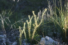 Oedera speciosa