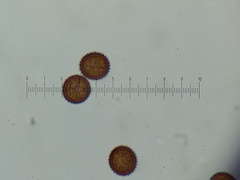 Lamproderma echinulatum