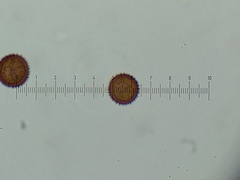 Lamproderma echinulatum