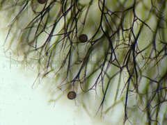 Lamproderma echinulatum