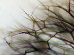 Lamproderma echinulatum