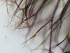 Lamproderma echinulatum