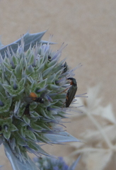 Stenostoma rostratum