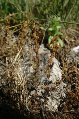 Veronica verna